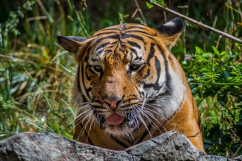 Tiger Tongue is a photograph by T.M. Schultze taken at San Diego, California