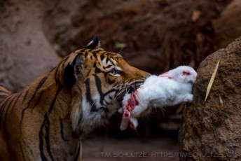 Poor Rabbit is a photograph by T.M. Schultze taken at San Diego, California