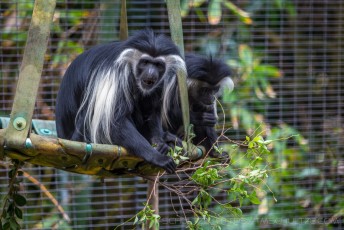 Hanging Out is a photograph by T.M. Schultze taken at San Diego, California