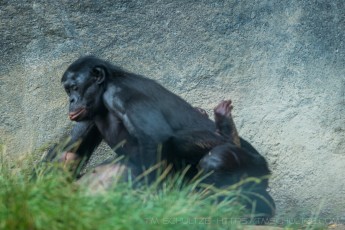 Bonobo Getting Laid is a photograph by T.M. Schultze taken at San Diego, California