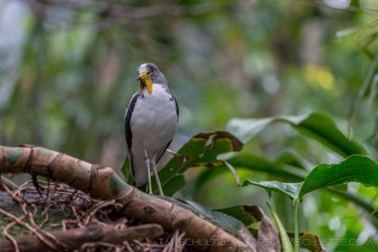 Bird Flaps is a photograph by T.M. Schultze taken at San Diego, California