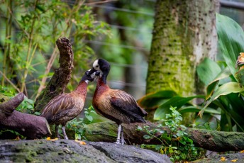 Ducks and Love is a photograph by T.M. Schultze taken at San Diego, California