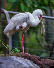 Footloose is a photograph by T.M. Schultze taken at San Diego, California