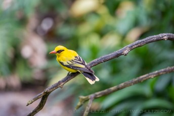It's A Yellow Bird is a photograph by T.M. Schultze taken at San Diego, California