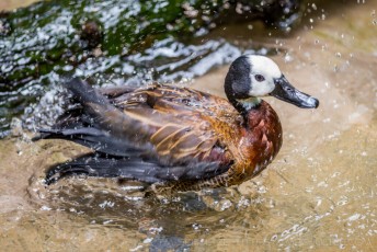 Splish Splash is a photograph by T.M. Schultze taken at San Diego, California