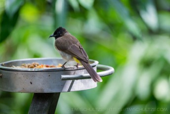 Dinner Plate is a photograph by T.M. Schultze taken at San Diego, California