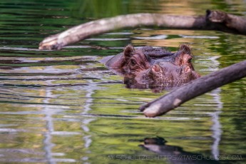 Hiding Hippo is a photograph by T.M. Schultze taken at San Diego, California