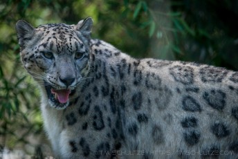 Big Meow is a photograph by T.M. Schultze taken at San Diego, California