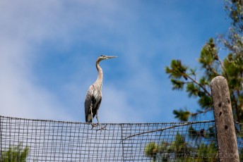 Free Bird is a photograph by T.M. Schultze taken at San Diego, California