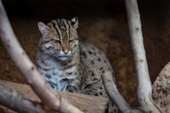 Little Big Cat is a photograph by T.M. Schultze taken at San Diego, California