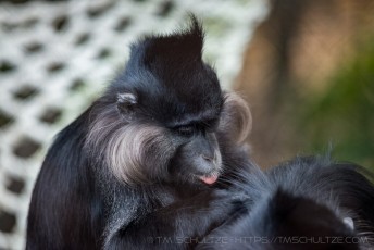 Primate Comb is a photograph by T.M. Schultze taken at San Diego, California