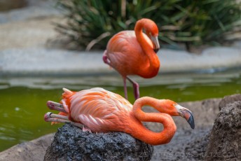 Two Flamingos is a photograph by T.M. Schultze taken at San Diego, California