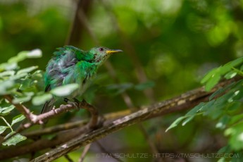Greenbird is a photograph by T.M. Schultze taken at San Diego, California