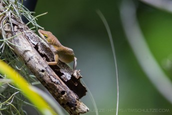 The Crawl is a photograph by T.M. Schultze taken at San Diego, California