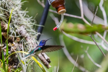 Always A Bird Feeder is a photograph by T.M. Schultze taken at San Diego, California