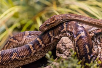 Big Ass Snake is a photograph by T.M. Schultze taken at San Diego, California