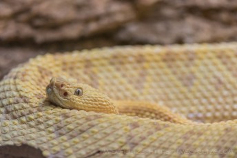 Yellow Snake is a photograph by T.M. Schultze taken at San Diego, California