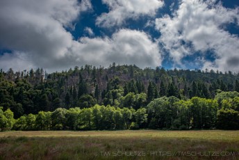 Ridge Renewal is a photograph by T.M. Schultze taken at Palomar Mountain State Park, California