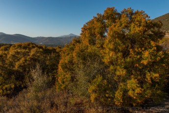 October Ribbonwood is a photograph by T.M. Schultze taken at Cleveland National Forest, California