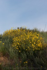 MTRP37 is a photograph by T.M. Schultze taken at San Diego, California