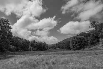 PM11 is a photograph by T.M. Schultze taken 2017 at Palomar Mountain State Park, California