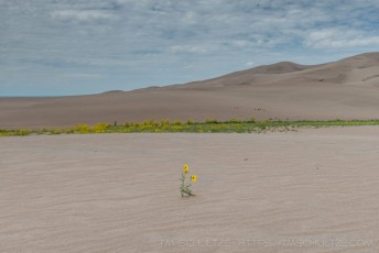 GSD38 is a photograph by T.M. Schultze taken 2017 at Great Sand Dunes National Park, Colorado