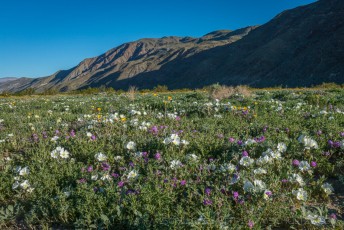 AB45 is a photograph by T.M. Schultze taken 2017 at Anza-Borrego Desert State Park, California