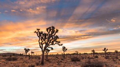 Christmas Morning 2017 is a photograph by T.M. Schultze taken at Joshua Tree National Park, California