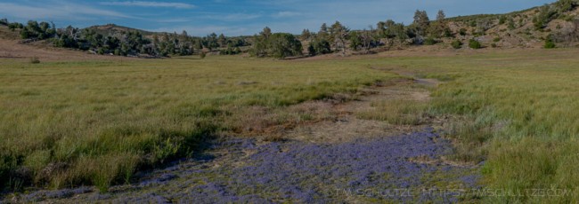 CUY7 is a photograph by T.M. Schultze taken 2017 at Cleveland National Forest, California