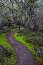 DMM1 is a photograph by T.M. Schultze taken at Del Mar Mesa, California