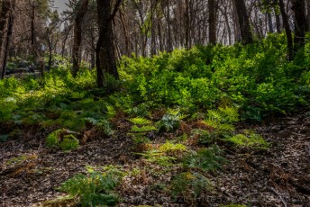Fern Forest is a photograph by T.M. Schultze taken at Palomar Mountain State Park, California