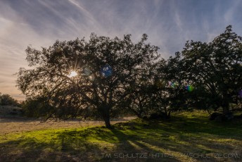Oak Sunburst is a photograph by T.M. Schultze taken at Roberts Ranch, California