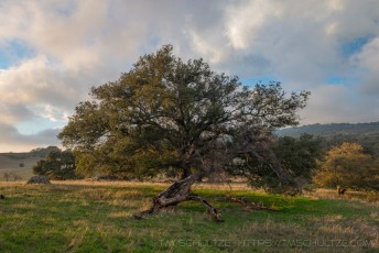 PLM8 is a photograph by T.M. Schultze taken 2017 at Cleveland National Forest, California