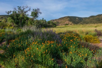 Sleeping Poppies, Mission Trails is a photograph by T.M. Schultze taken at San Diego, California