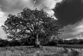 Stand Tall is a photograph by T.M. Schultze taken 2017 at Cleveland National Forest, California