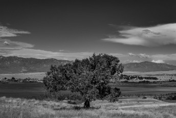 Treespotting is a photograph by T.M. Schultze taken at Lake Henshaw, California