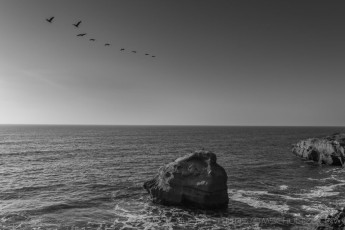 Wings Above is a photograph by T.M. Schultze taken at San Diego, California