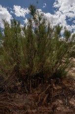 Calf Canyon Regrowth is a photograph by T.M. Schultze taken at ,