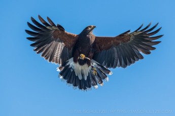 Harris Hawk at Ramona Grasslands is a photograph by T.M. Schultze taken at , California