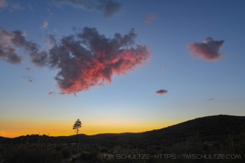 LM1 is a photograph by T.M. Schultze taken at Cleveland National Forest, California