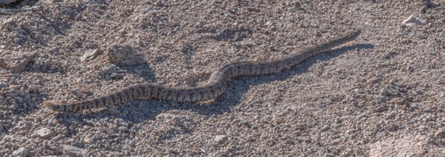 LM33 is a photograph by T.M. Schultze taken 2018 at Anza-Borrego Desert State Park, California