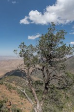 LM44 is a photograph by T.M. Schultze taken 2018 at Laguna Mountains, California