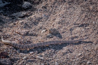 Lucky 5 Rattlesnake is a photograph by T.M. Schultze taken at Anza-Borrego Desert State Park, California