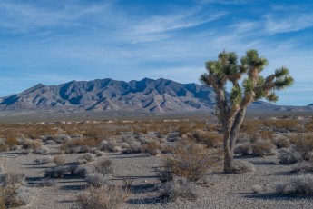 MNP12 is a photograph by T.M. Schultze taken 2018 at Mojave National Preserve, California