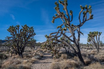 MNP13 is a photograph by T.M. Schultze taken 2018 at Mojave National Preserve, California