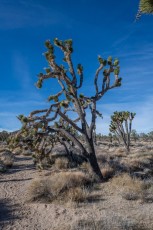 MNP14 is a photograph by T.M. Schultze taken 2018 at Mojave National Preserve, California