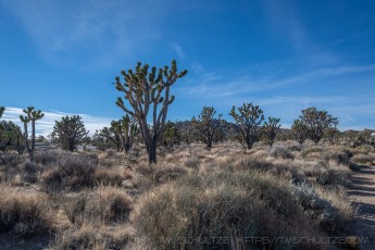 MNP15 is a photograph by T.M. Schultze taken 2018 at Mojave National Preserve, California