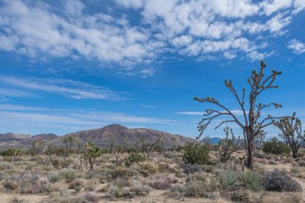 MNP17 is a photograph by T.M. Schultze taken 2018 at Mojave National Preserve, California