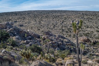 MNP44 is a photograph by T.M. Schultze taken 2018 at Mojave National Preserve, California