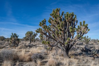 MNP9 is a photograph by T.M. Schultze taken 2018 at Mojave National Preserve, California